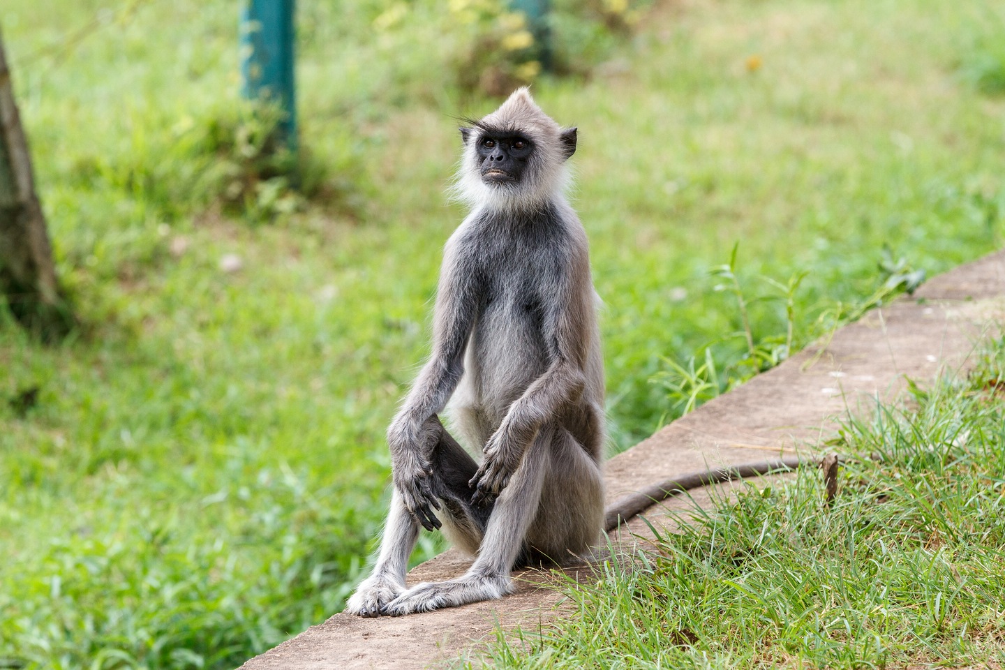 Südlicher Hanuman-Langur